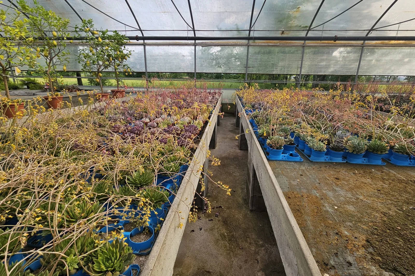 Piante da interno
