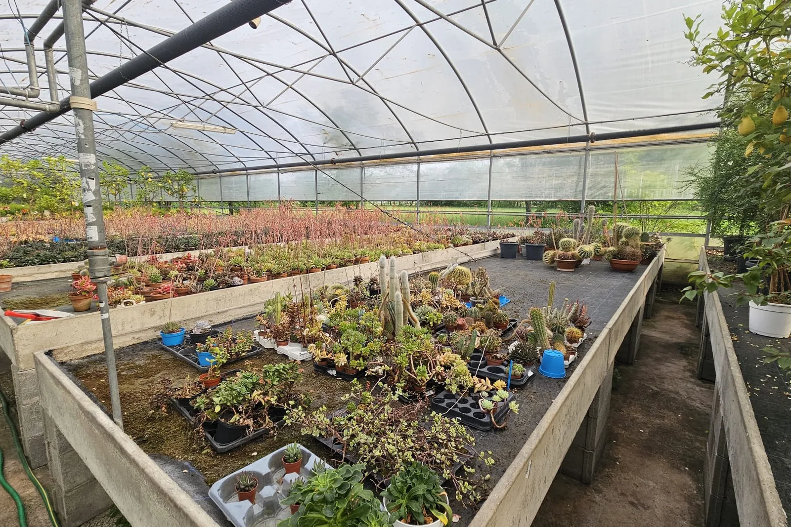 Piante da interno