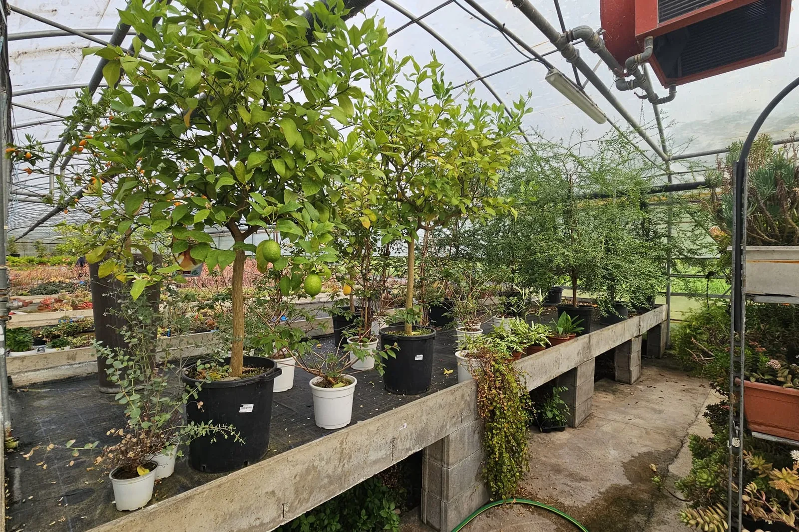 Piante da interno