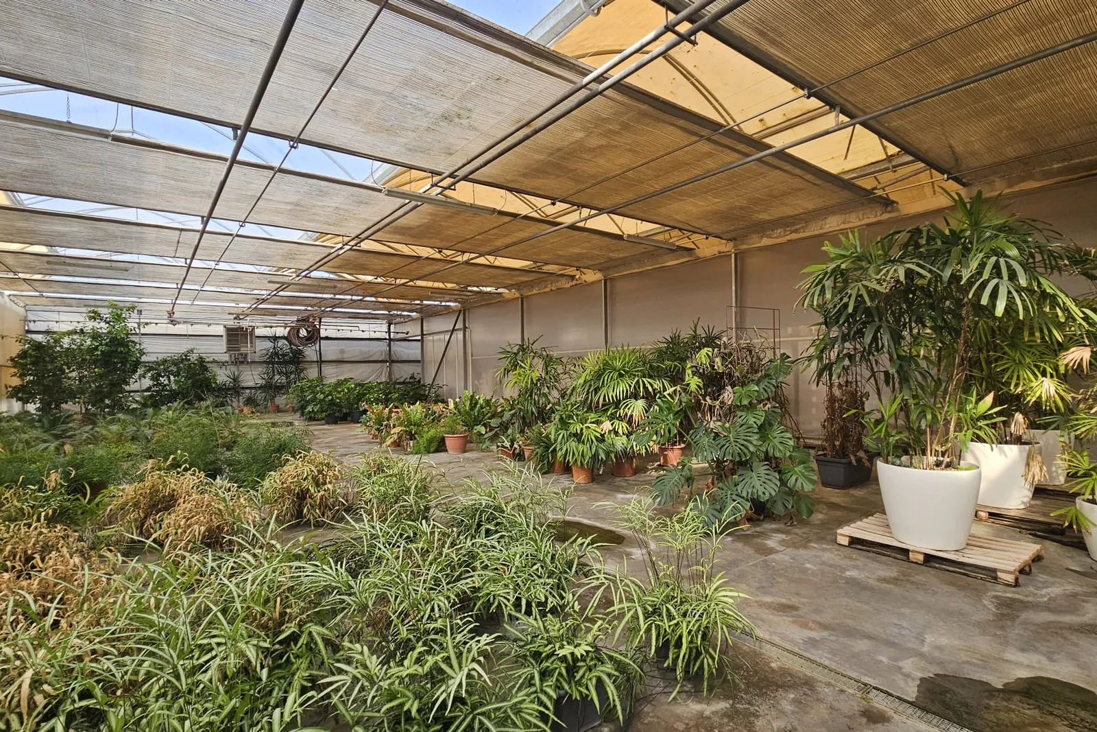 Piante da interno